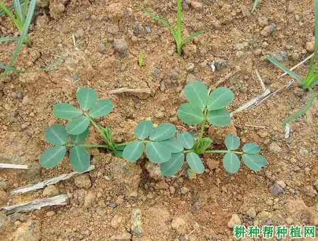 花生紫纹羽病(花生 紫色花纹)